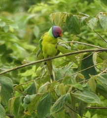 Psittacula cyanocephala