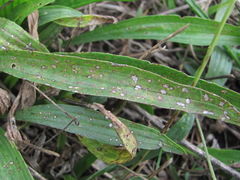 Cercospora pantoleuca