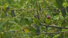 Psittacula cyanocephala