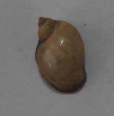 Lymnaeidae