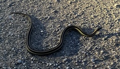Thamnophis radix