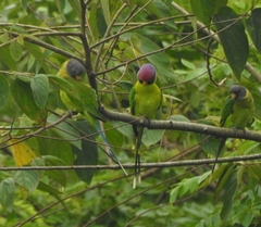 Psittacula cyanocephala