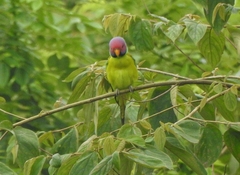 Psittacula cyanocephala