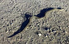 Thamnophis radix