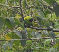 Psittacula cyanocephala