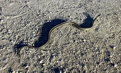 Thamnophis radix