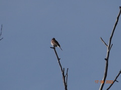 Emberiza leucocephalos