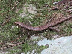 Concinnia tenuis