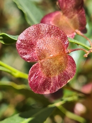 Dodonaea viscosa mucronata