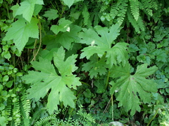 Petasites frigidus palmatus