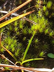 Campylopus introflexus