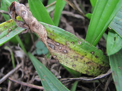 Cercospora pantoleuca