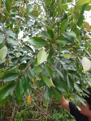 Glochidion rubrum