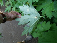 Petasites frigidus palmatus