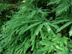 Adiantum aleuticum aleuticum