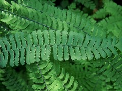 Adiantum aleuticum aleuticum