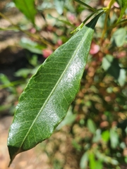 Dodonaea viscosa mucronata