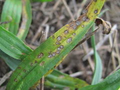 Cercospora pantoleuca