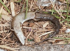 Ateuchosaurus chinensis