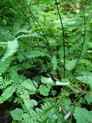Adiantum aleuticum aleuticum