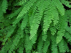Adiantum aleuticum aleuticum