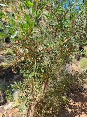 Dodonaea viscosa mucronata