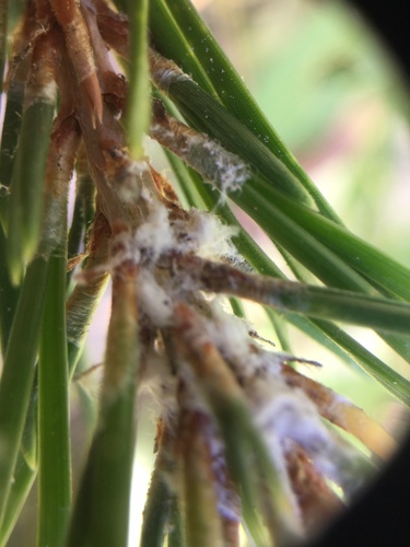 iNaturalist observation photo of Aphids and Allies