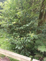 Prunus lusitanica azorica