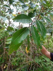 Glochidion rubrum