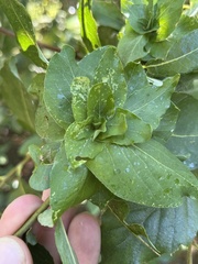 Rabdophaga rosaria