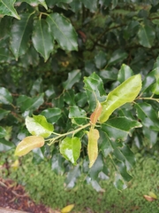 Prunus lusitanica azorica
