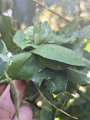 Rabdophaga rosaria