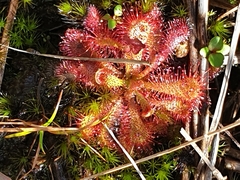 Drosera spatulata