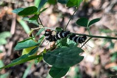 Amphicallia bellatrix