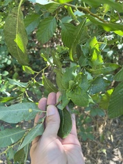 Rabdophaga rosaria