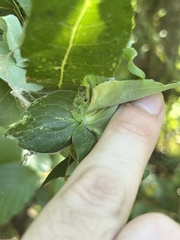 Rabdophaga rosaria