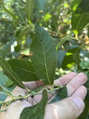 Rabdophaga rosaria