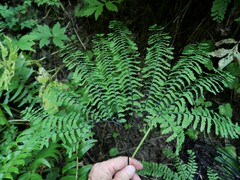 Adiantum aleuticum aleuticum