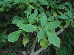 Trochodendron aralioides