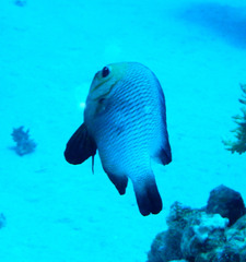 Dascyllus trimaculatus