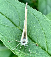 Pieris rapae