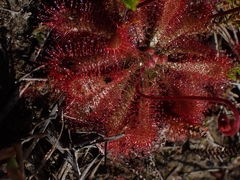 Drosera spatulata