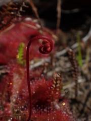 Drosera spatulata
