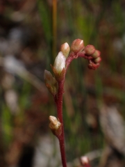 Drosera spatulata