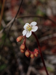 Drosera spatulata