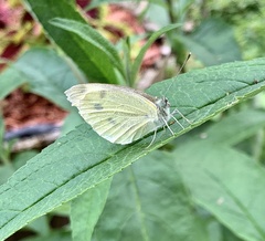 Pieris rapae