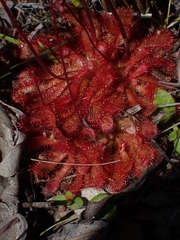 Drosera spatulata