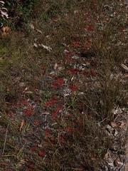 Drosera spatulata
