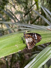 Danaus affinis