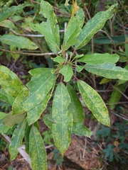 Daphniphyllum oldhami